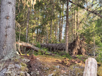 Het bos rond de steengroeve is een oerbos met zeer oude bomen.