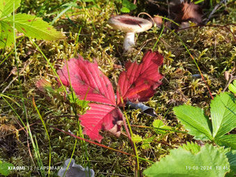Hier onder de bomen is de herfst reeds begonnen. Blaadjes kleuren rood en paddestoelen springen uit de grond