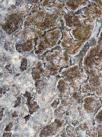 Prachtige oude mossen groeien op de oude stenen die zijn achter gebleven nadat de groeve is de verlaten