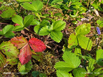 De herfst is reeds begonnnen, ook al is het pas half augustus