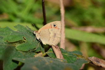 C. lyllus palida, femelle, Djebel Tisirene, 2018, ©Frédérique Courtin-Tarrier 
