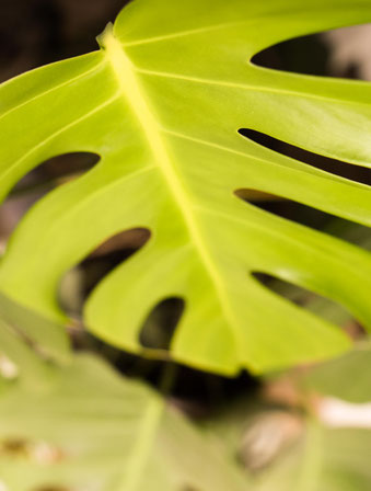 Einfach zu pflegende Zimmerpflanze: Monstera. RiekesBlog