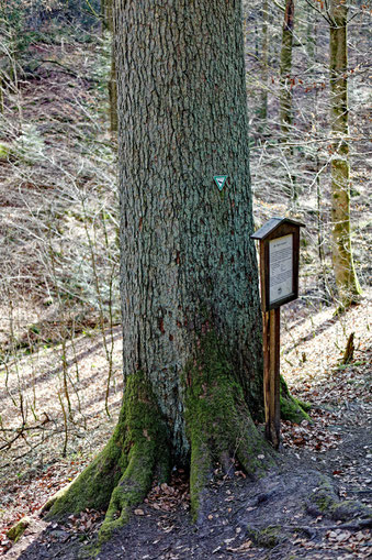 Große Wolfstanne bei Schneeberg