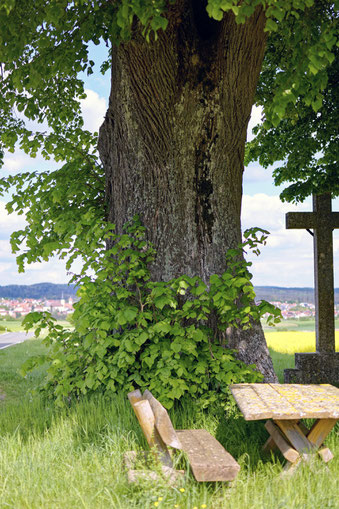 Linde bei Hollfeld