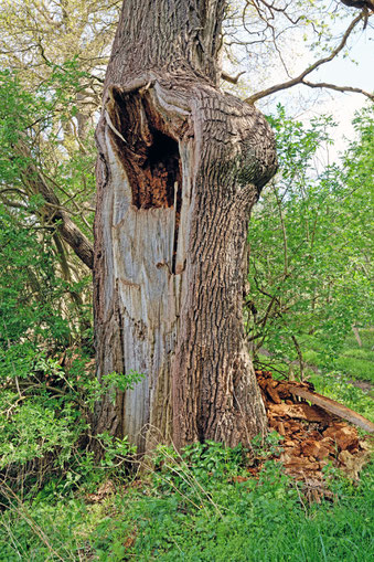 Eiche im Gehege Flehm bei Dobersdorf