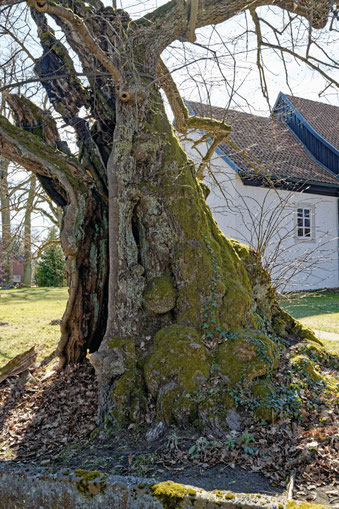 Linde in Jembke