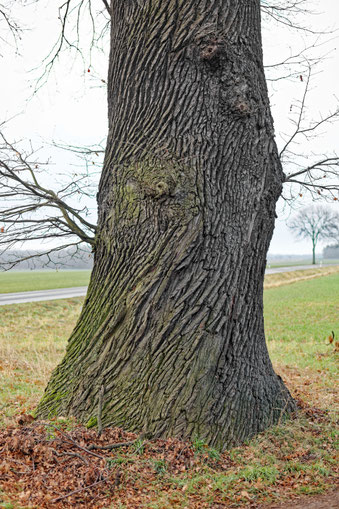 Eiche bei Brauna