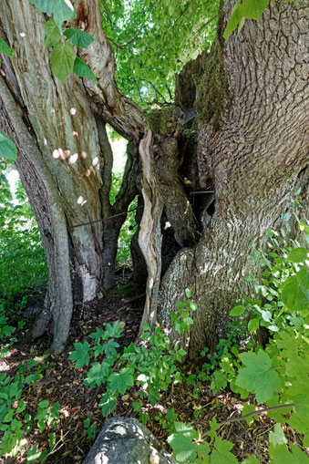 Linde am Steinlishof