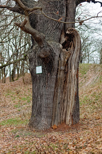 Eiche bei Canitz