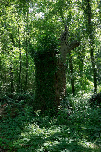 Schlossparkeiche in Vichel