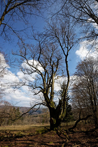 Riesenbuche bei der ehemaligen Ziegelhütte bei Oberbach