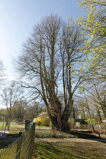 Linde in Harpstedt