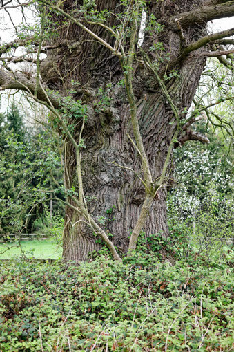 Eiche bei Friedrichshof