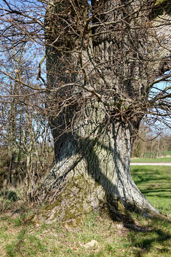 Eiche Stoltenberg