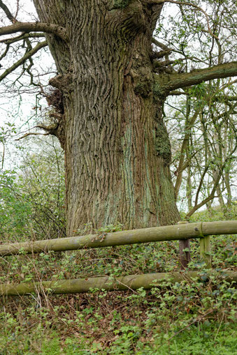 Eiche bei Friedrichshof