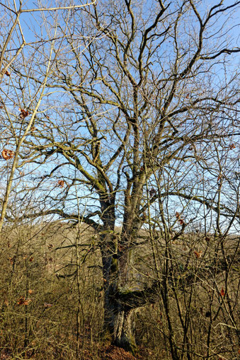 Eiche bei Zilgendorf