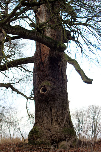 Zweite Eiche der Eichengruppe im Severtin bei Wörlitz