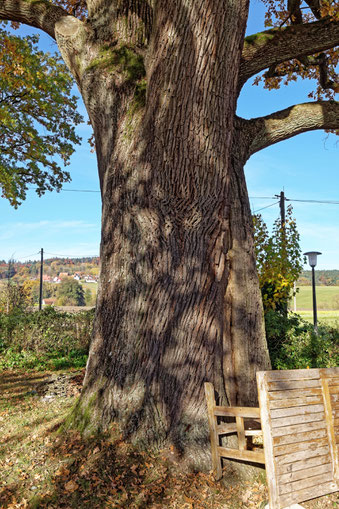 Huteiche in Unterhaidelbach