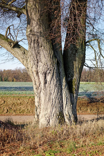 Linde bei Kirchlein