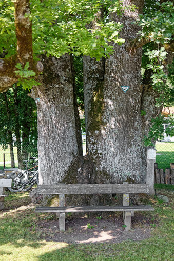 Eiche bei Bichl
