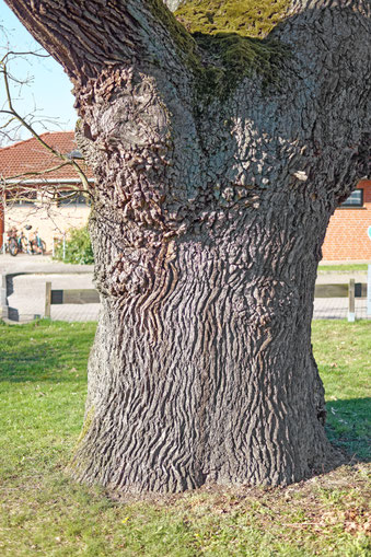 Prügeleiche in Velpke