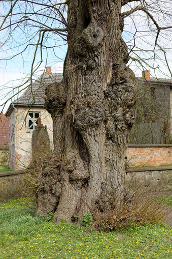 Linde in Groß Methling