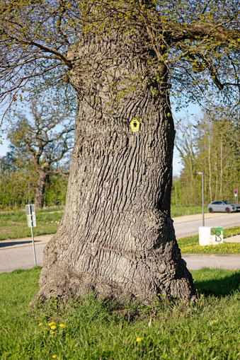 Eiche in Eutin