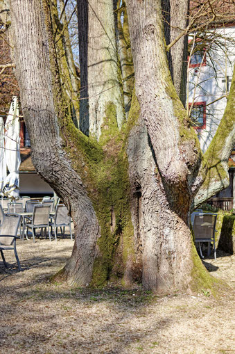 Linde in Burggaillenreuth