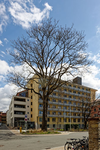 Götterbaum in Würzburg