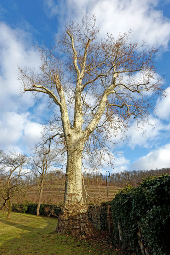 Platane Pillnitz