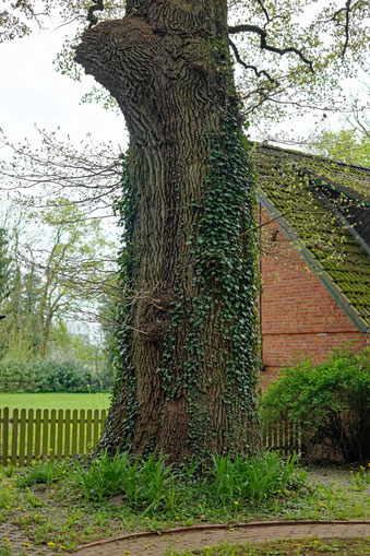 Eiche bei Bliestorf