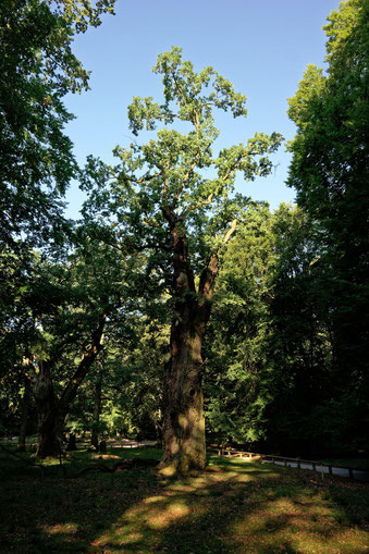 Eiche am Eingang im Tiergarten Ivenack