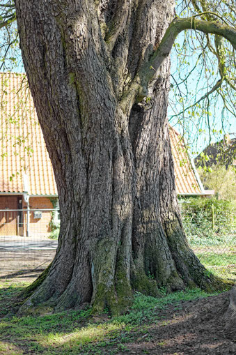Rosskastanie in Estorf