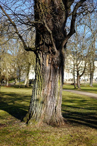 Silberpappel im Schlosspark Werneck in Werneck