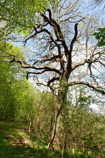 Eiche bei Schierensee