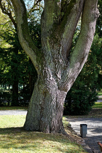 Spitzahorn in den Wehranlagen in Schweinfurt