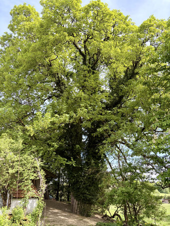Bergahorn in Wiesenfelden