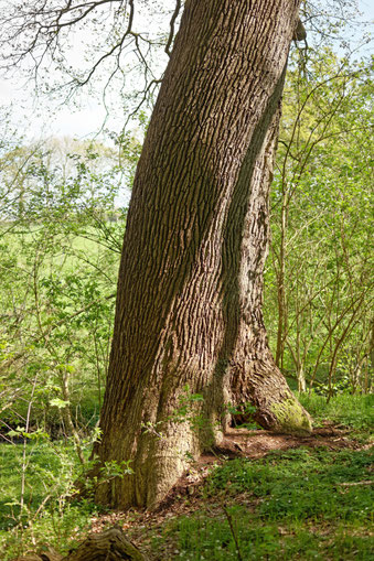 Eiche bei Schierensee