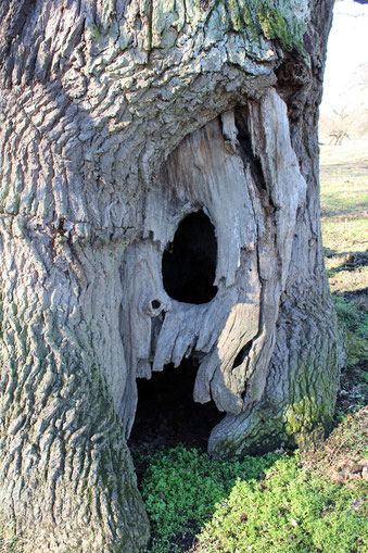 Eiche im Großen Heger nordöstlich von Wörlitz