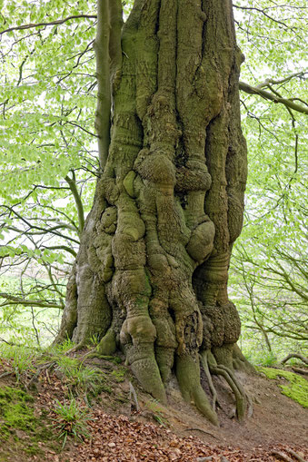 Buche bei Mönchneversdorf
