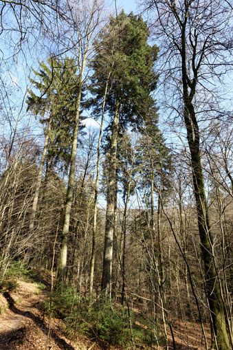 Große Wolfstanne bei Schneeberg