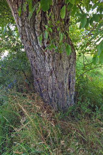 Walnuss bei Bad Mergentheim