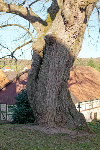 Linde in Atzenhausen