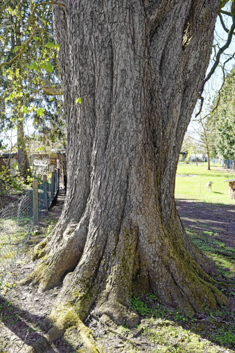 Rosskastanie in Estorf