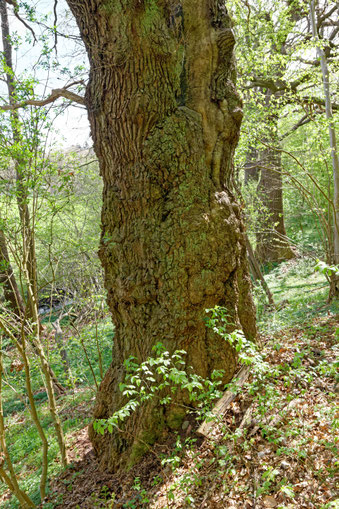 Eiche bei Schierensee