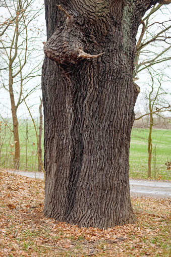 Eiche bei Canitz