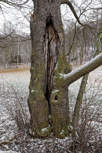 Erle bei Liebenau