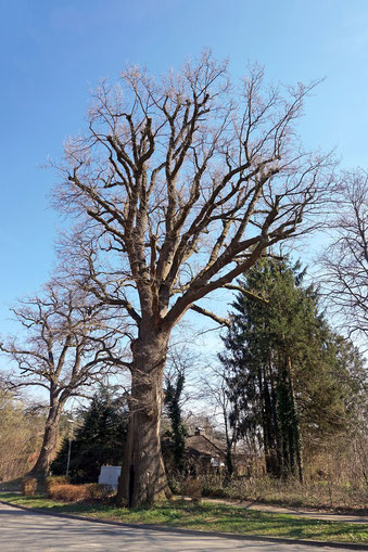 Eiche in Niendorf