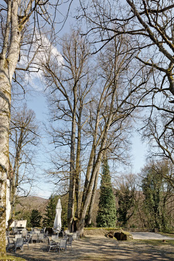 Linde in Burggaillenreuth