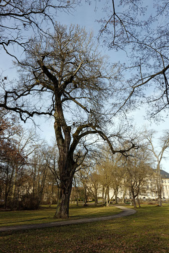 Silberpappel im Schlosspark Werneck in Werneck